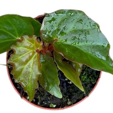 Begonia borneensis