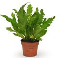Asplenium nidus 'Campio'