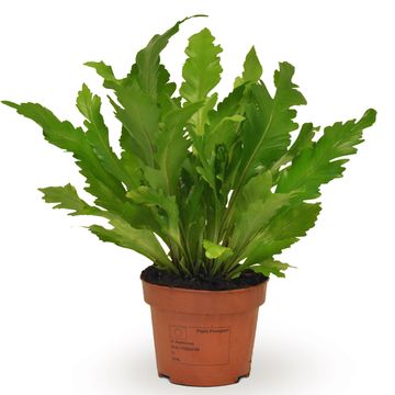Asplenium nidus 'Campio'