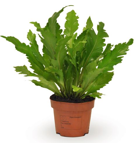 Asplenium nidus 'Campio'