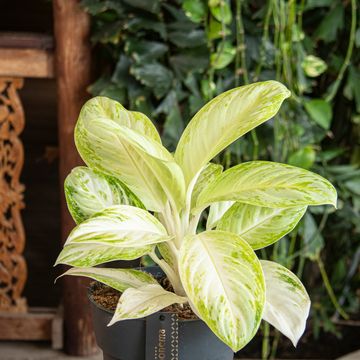 Aglaonema 'Citronelle'