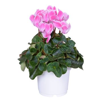 Cyclamen persicum SUPER SERIE S ALLURE MIX