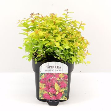 Spiraea japonica 'Golden Princess'