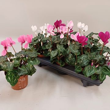 Cyclamen persicum SUPER SERIE S ALLURE MIX