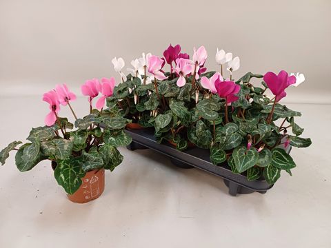 Cyclamen persicum SUPER SERIE S ALLURE MIX