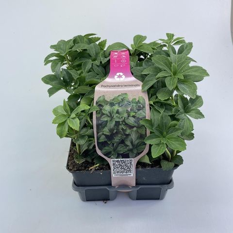 Pachysandra terminalis