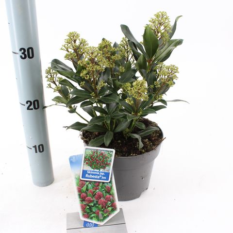 Skimmia japonica RUBESTA JOS