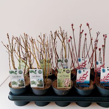 Salix MIX