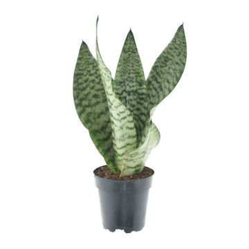 Sansevieria 'Laurentii Larenzii'