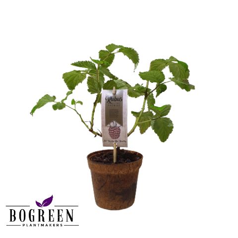 Rubus idaeus 'Malling Promise'