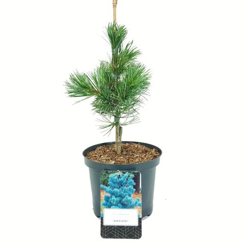 Pinus parviflora 'Negishi'