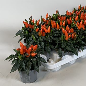 Capsicum annuum 'Salsa Dark Orange'