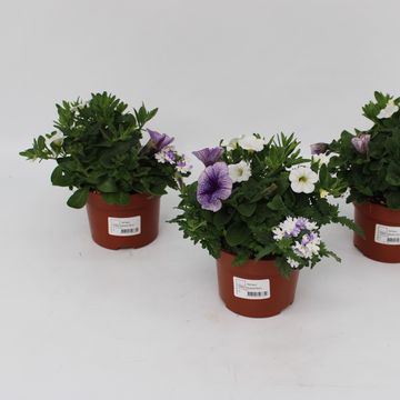 Perkplanten MIX IN POT