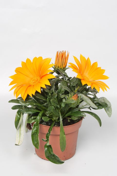 Gazania rigens NEW DAY CLEAR ORANGE