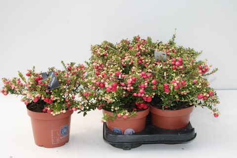 Gaultheria mucronata