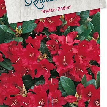 Rhododendron 'Baden-Baden' (F)