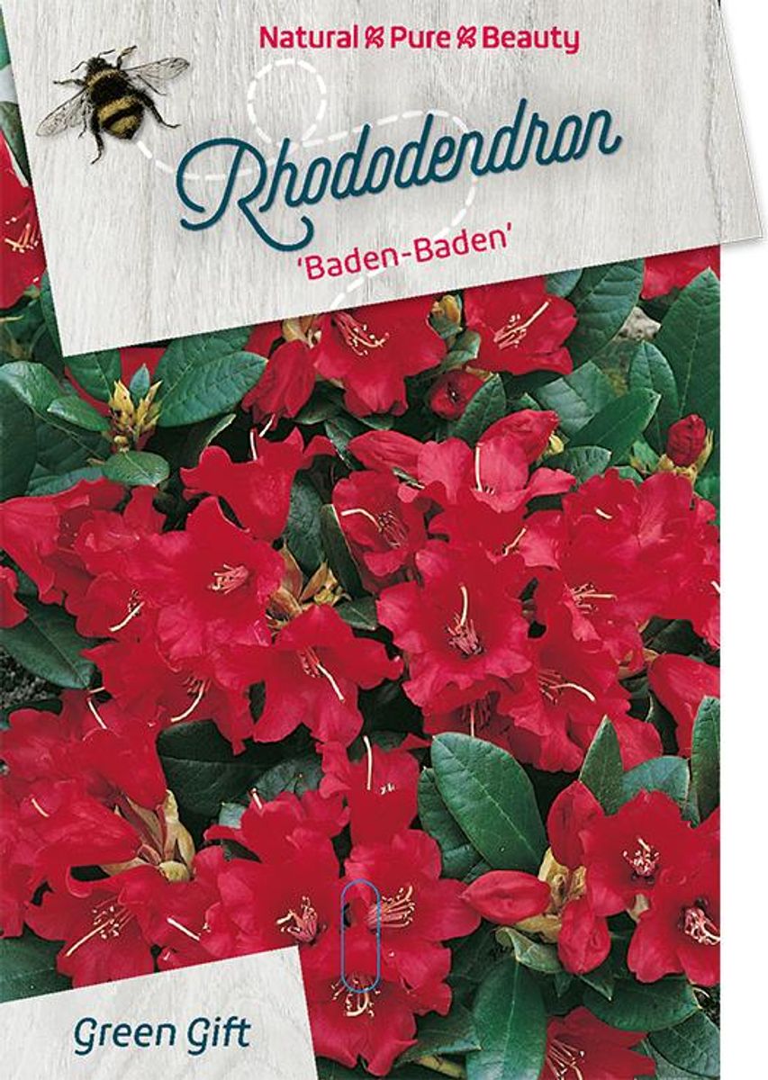 Rhododendron 'Baden-Baden' (F)  Pflanzengrohandel FlorAccess
