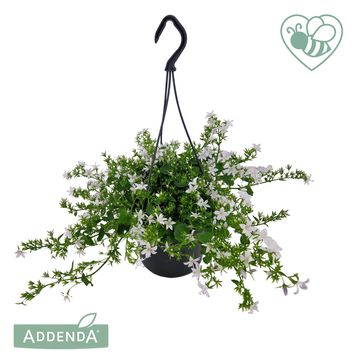 Campanula poscharskyana ADANSA WHITE