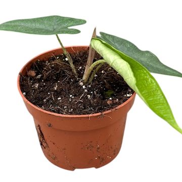 Alocasia sulawesi 'Green Carpet'