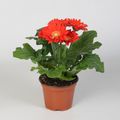Gerbera COLOURGAME ROOD