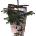 Abies nordmanniana