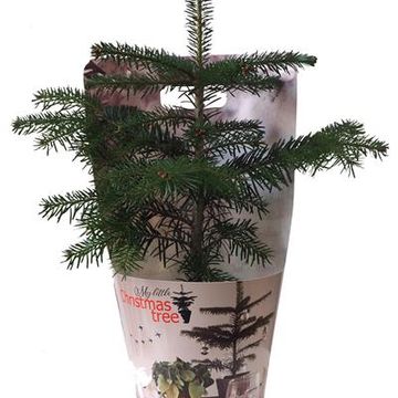 Abies nordmanniana