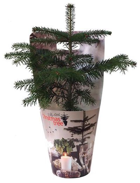Abies nordmanniana