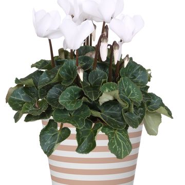 Cyclamen persicum SUPER SERIE S ALLURE MIX