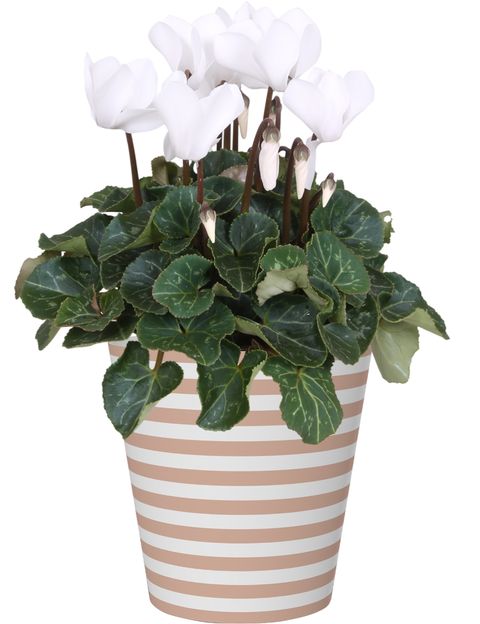 Cyclamen persicum SUPER SERIE S ALLURE MIX