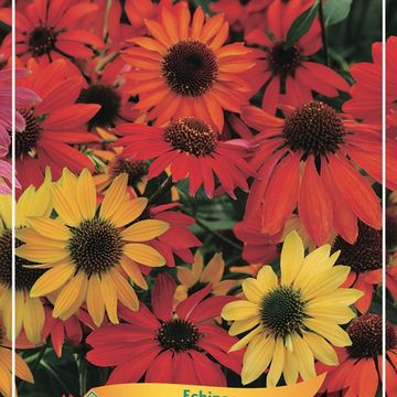 Echinacea purpurea MIX