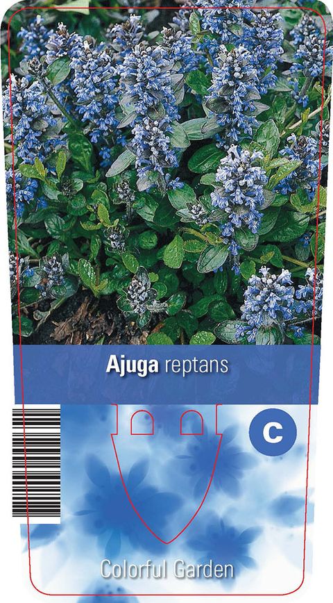 Ajuga reptans