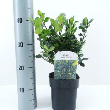 Ilex x meserveae 'Blue Prince'
