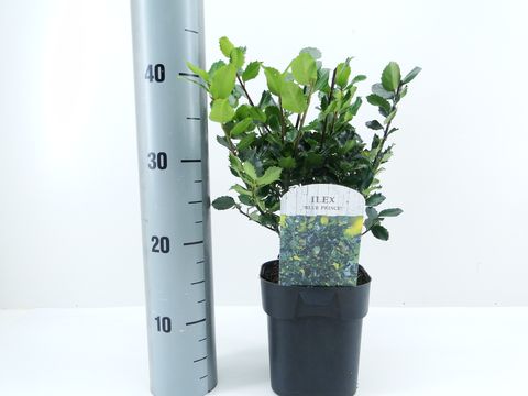 Ilex x meserveae 'Blue Prince'
