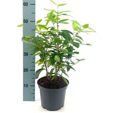 Chimonanthus praecox