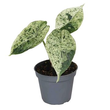 Alocasia 'Dragon Scale Mint Variegata'