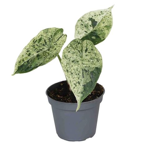 Alocasia 'Dragon Scale Mint Variegata'