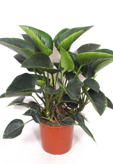 large zz plant for sale Zamioculcas Zamiifolia | London