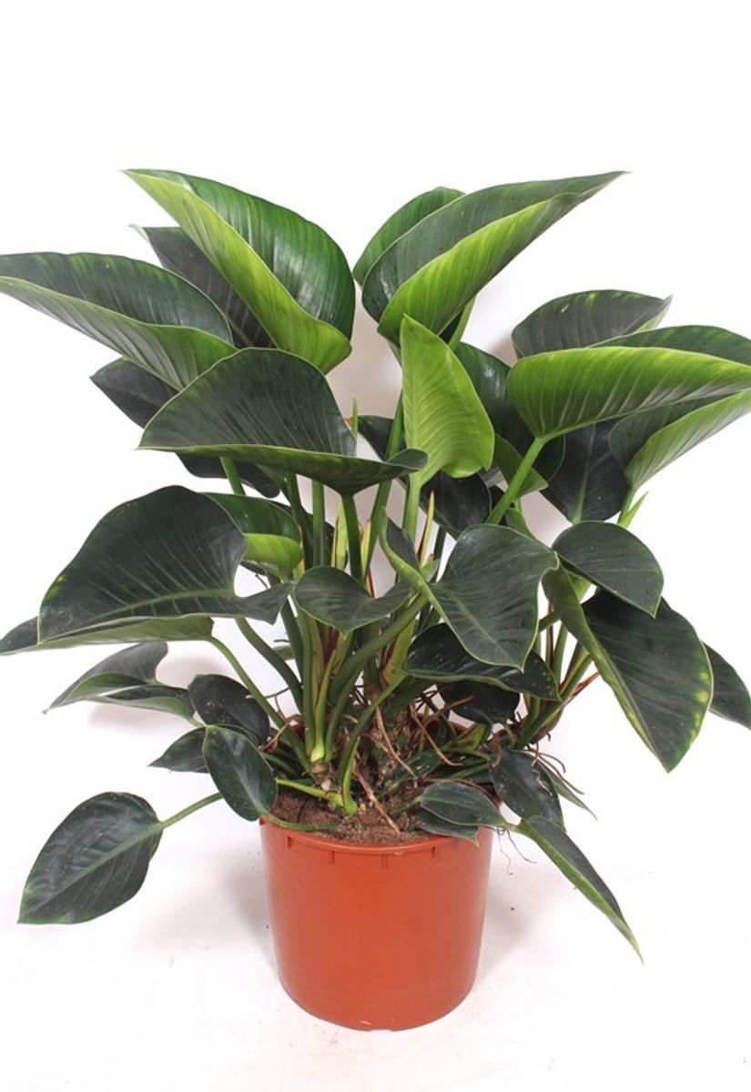 philodendron congo millions Philodendron 'Red Congo' | Lexington, KY main image 1
