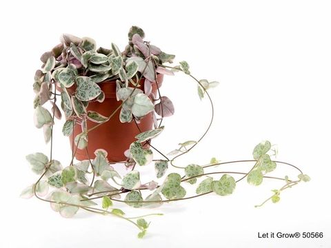 Ceropegia woodii 'Variegata'