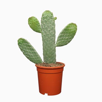 Opuntia consolea