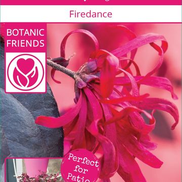 Loropetalum chinense 'Fire Dance'