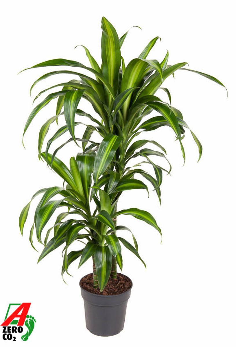green dracena Striped Dracaena Plant main image 1