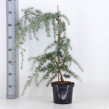 Cedrus deodara 'Pendula'