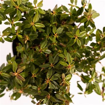 Rhododendron 'Night Sky'