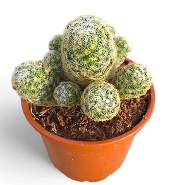 Mammillaria schiedeana giselae