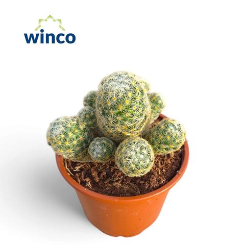 Mammillaria schiedeana giselae