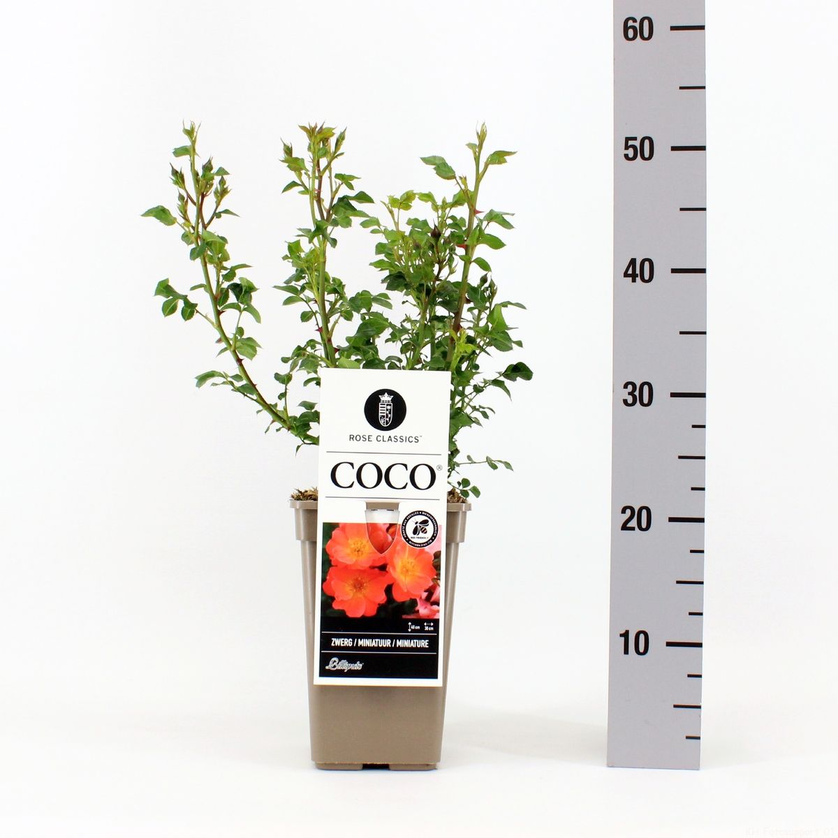 Rosa COCO — Plant Wholesale FlorAccess