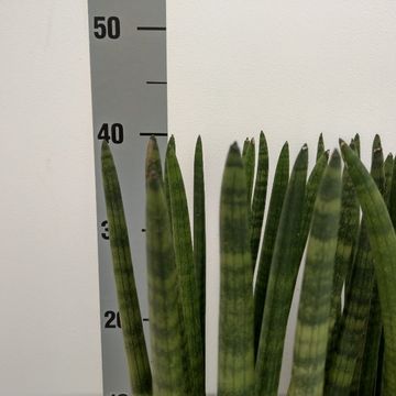 Sansevieria cylindrica 'Straight'