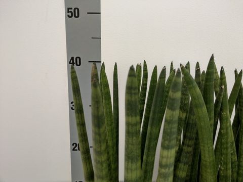 Sansevieria cylindrica 'Straight'