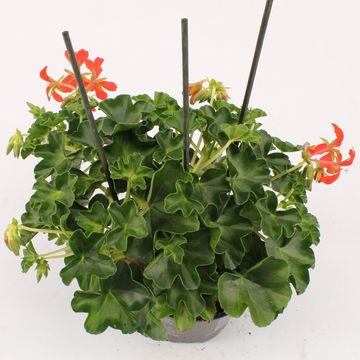 Pelargonium 'Decora Red'